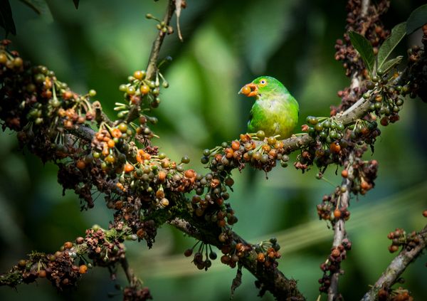Clorofonia collareja. Diminuta, colorida y esquiva.