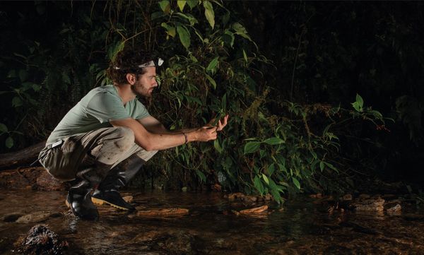 Nuevas especies de insectos descubiertas en el chocó
