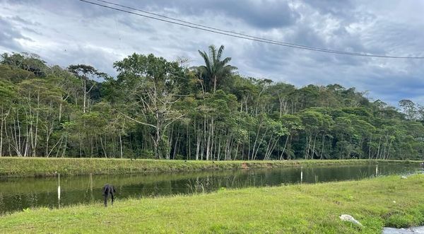 Bosque en la provincia de Napo