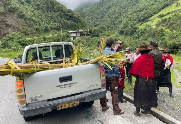 Operativos de control de palma de cera