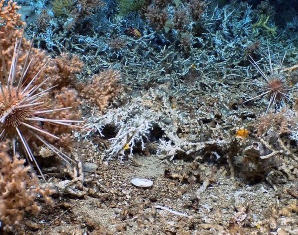 Nuevo arrecife de coral en Galápagos