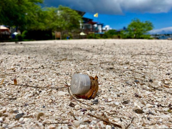 El cangrejo ermitaño ahora se cubre con tapas de plástico. Foto: cortesía Juan Pablo Muñoz Pérez