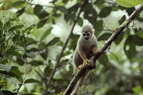 Parque Nacional Yasuní