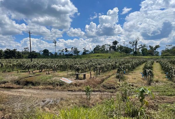 Producción de pitahaya en Palora