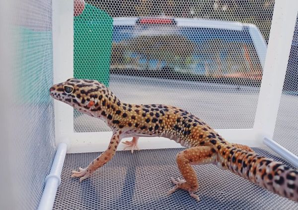 Especímenes retenidos en operativo en Quito