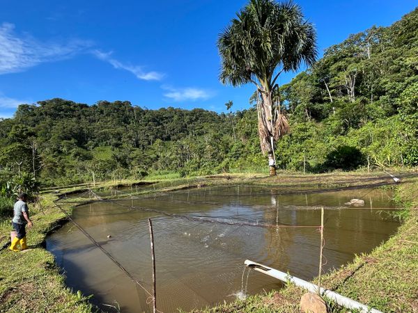 Criadero de cachamas y bocachicos en el Centro Turístico Paz Yaku