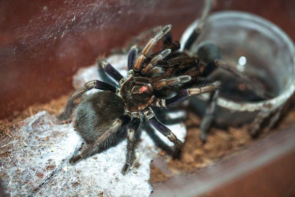 Las tarántulas, un negocio lucrativo que se desarrolla en todo el mundo