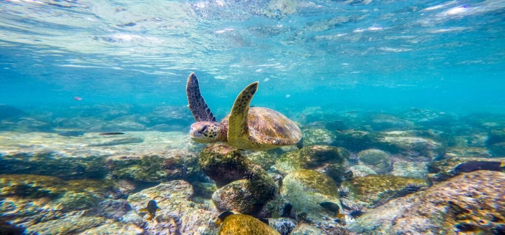Foto ilustrativa de Galápagos