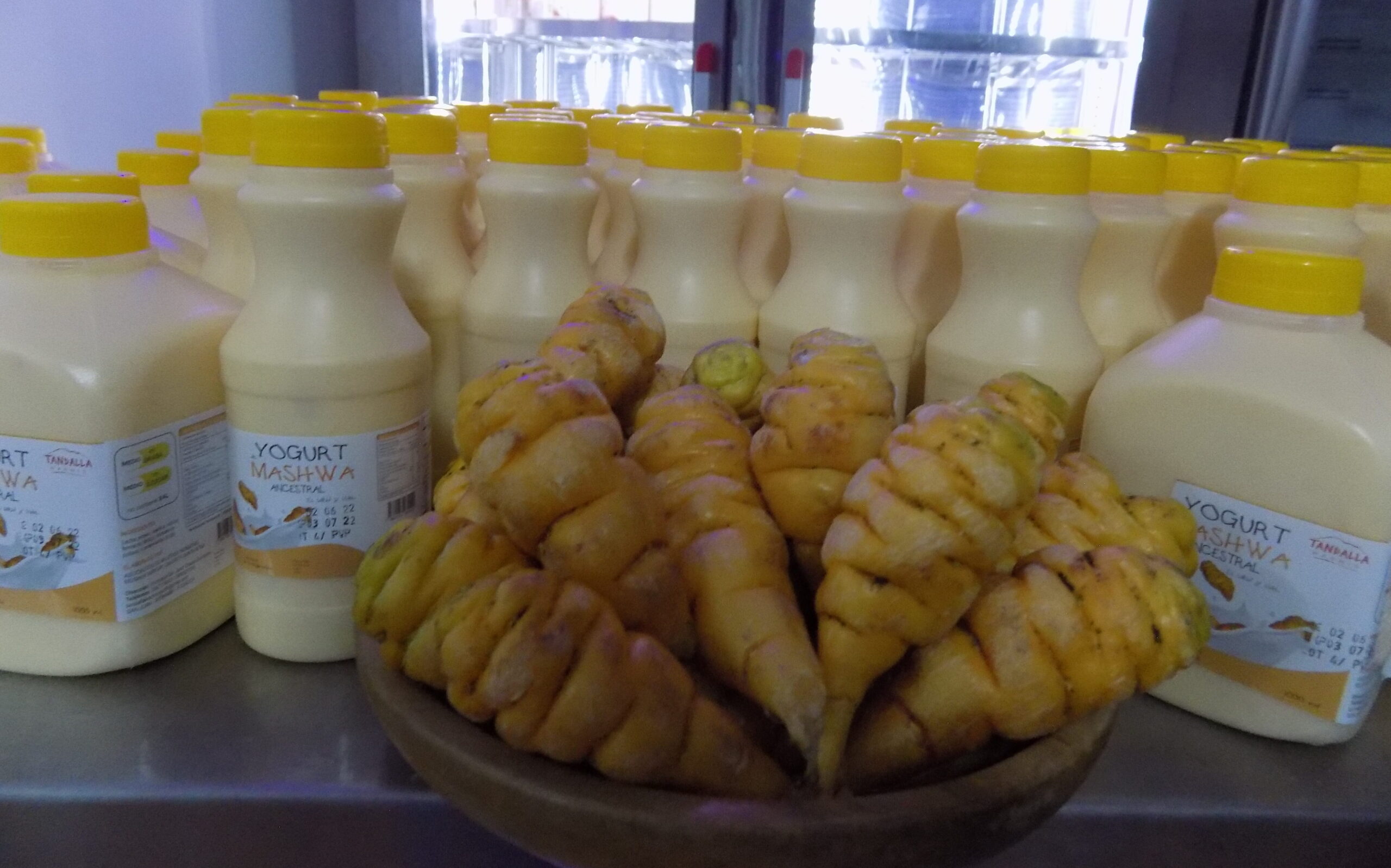 Las emprendedoras en Chimborazo producen yogur con mashwa