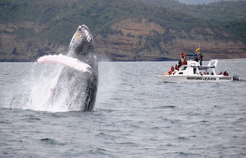 Avistamiento de ballenas