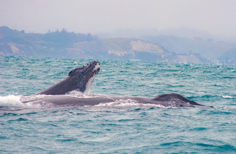 Avistamiento de ballenas