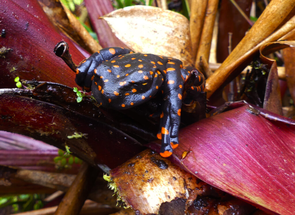 Una nueva especie de rana que asombra por su coloración particular fue descubierta en Tungurahua