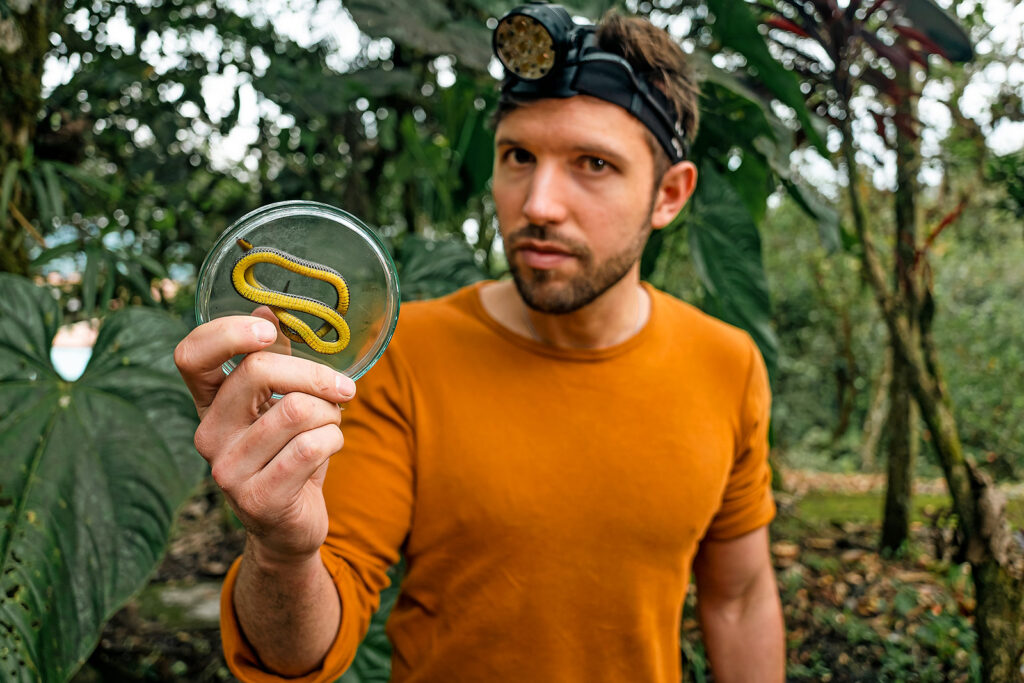 Nuevas especies de serpientes