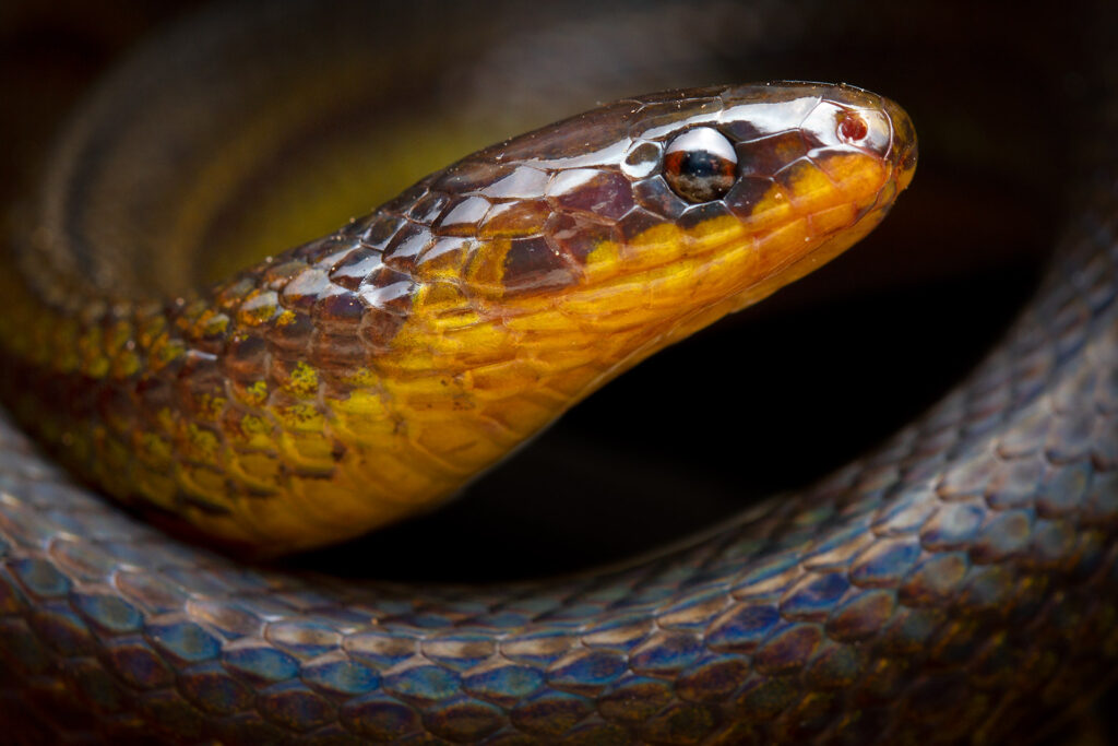 Nuevas especies de serpientes