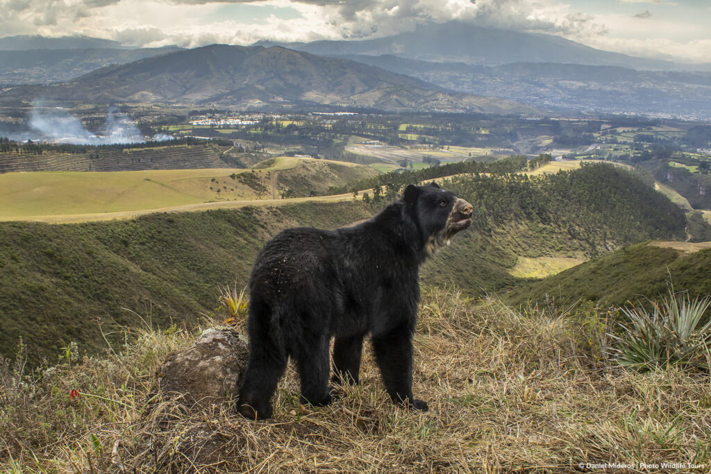 Daniel Mideros ganó la categoría de Animales en naturaleza.