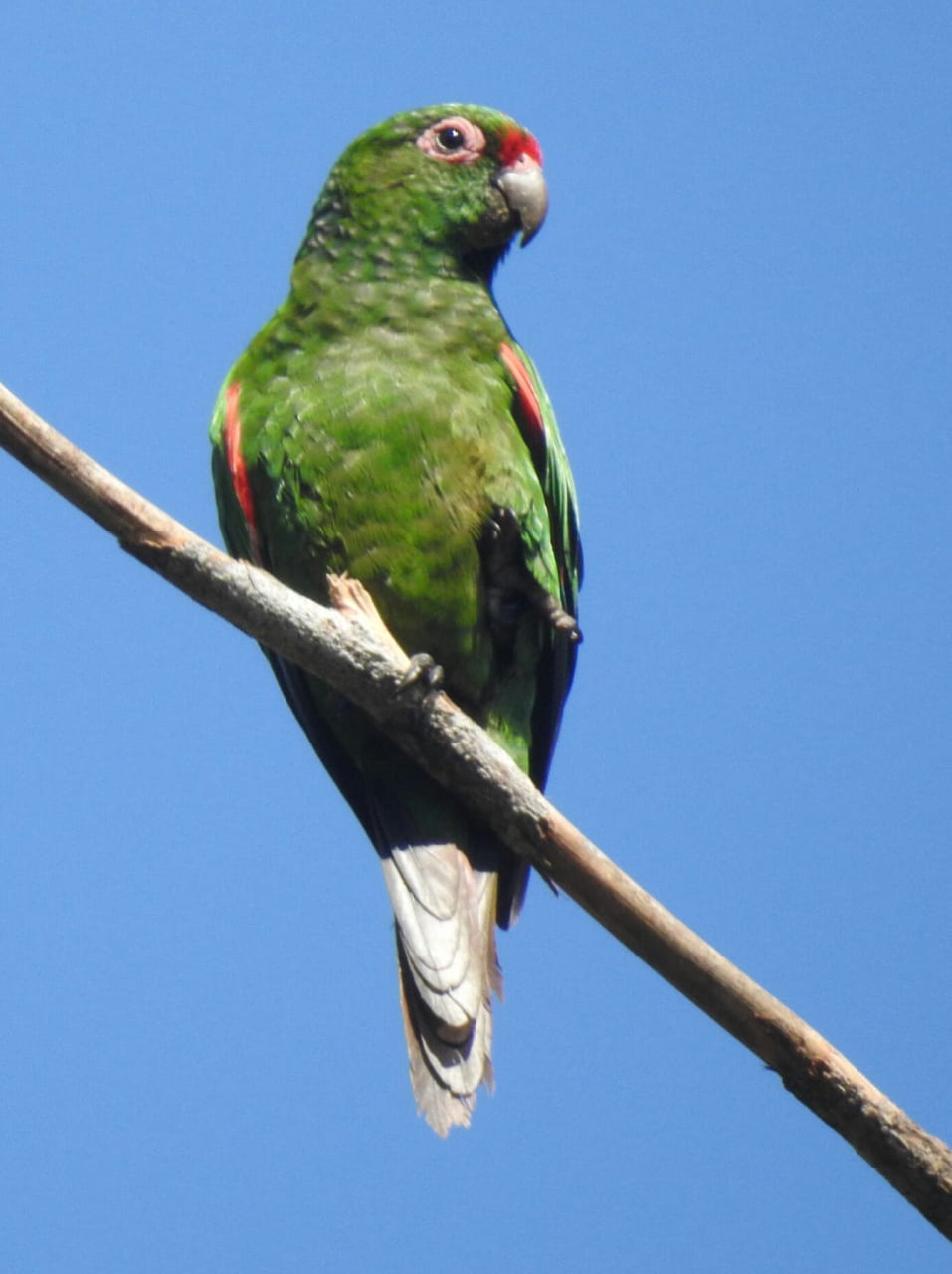 El perico de Orcés sufre los impactos del cambio climático en Ecuador. Foto: Leodan Aguilar