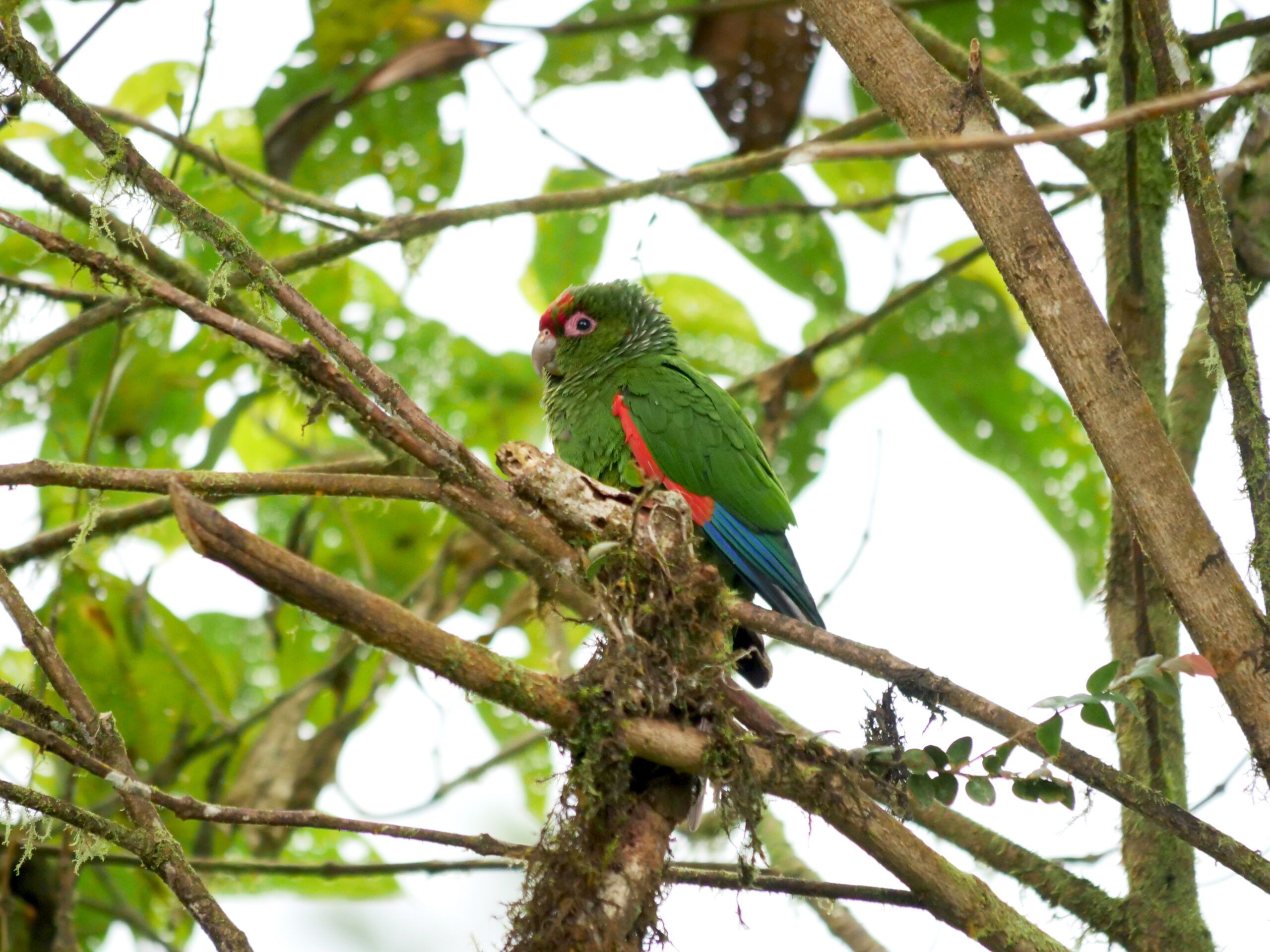 El perico de Orcés es endémico de la provincia de El Oro. Este es el único lugar en el planeta donde habita. Foto: Alex Wiles