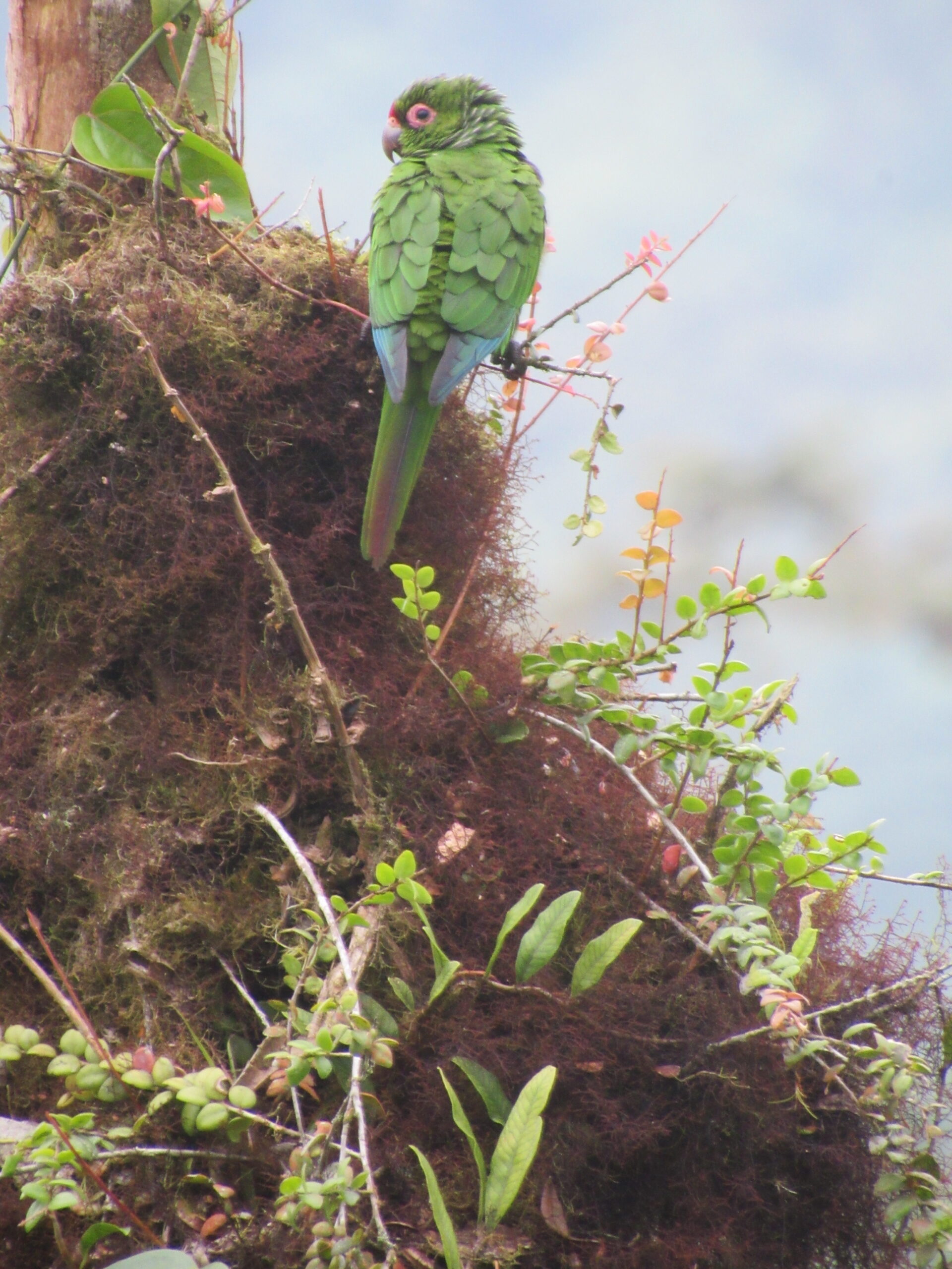 Investigadores estiman que existen alrededor de 1 500 pericos de Orcés en el mundo. Foto: Leovigildo Cabrera