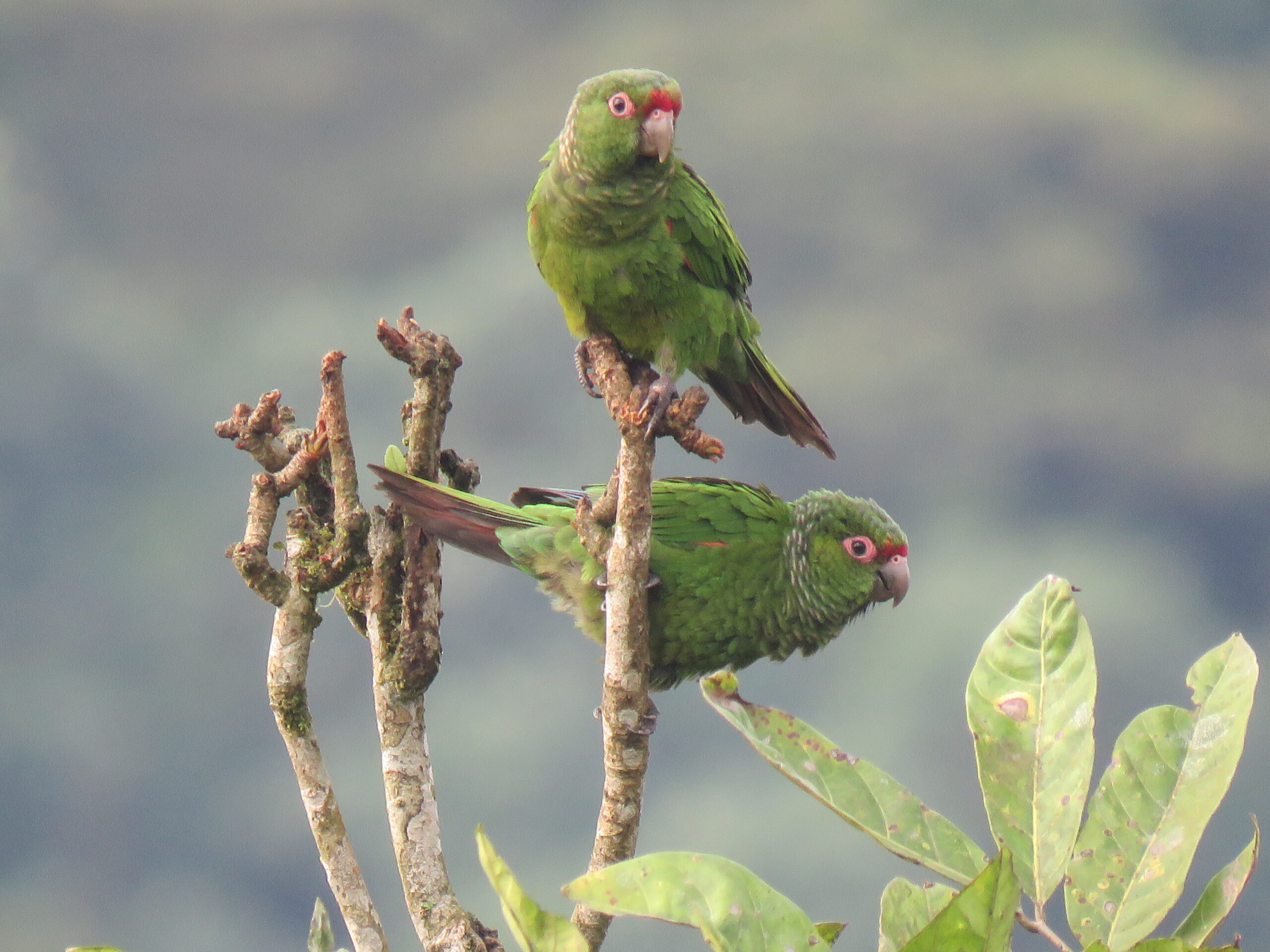 El perico de Orcés, en la Reserva Buenaventura. Foto: Michael Moens