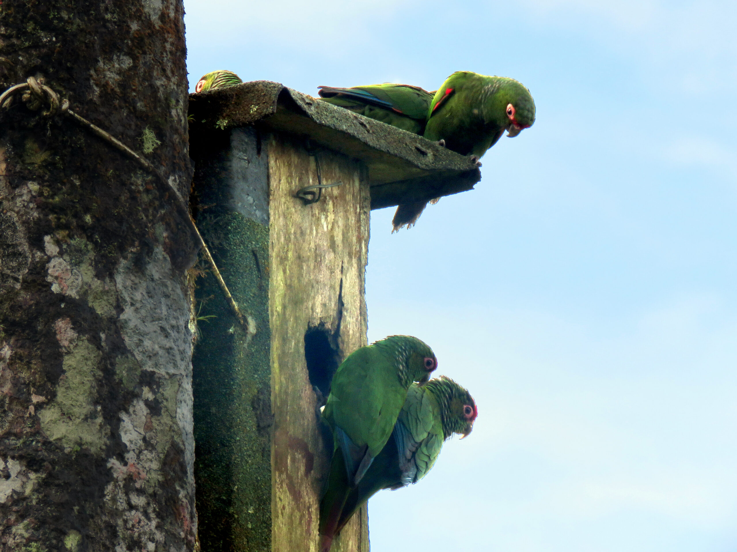 El perico de Orcés en una caja nido, en la Reserva Buenaventura. Foto: Michael Moens