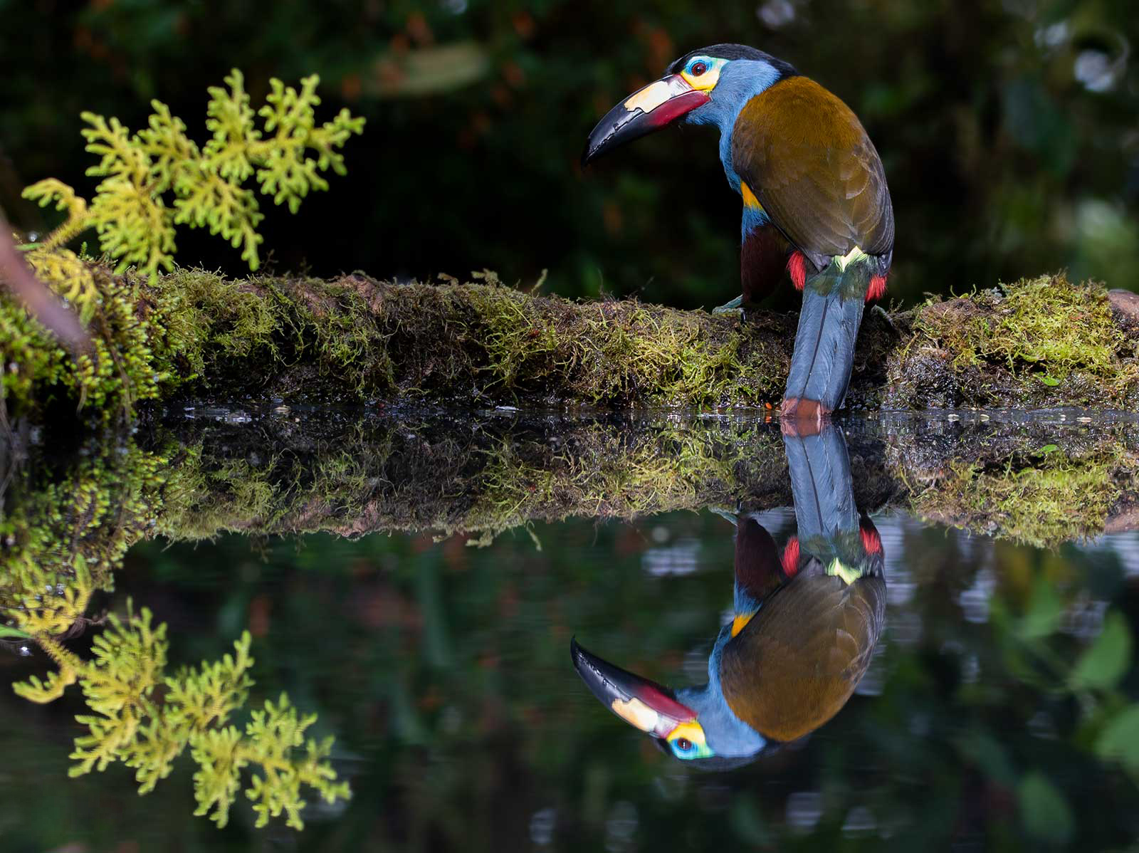 Tucán Andino, una de las especies emblema de Mindo.