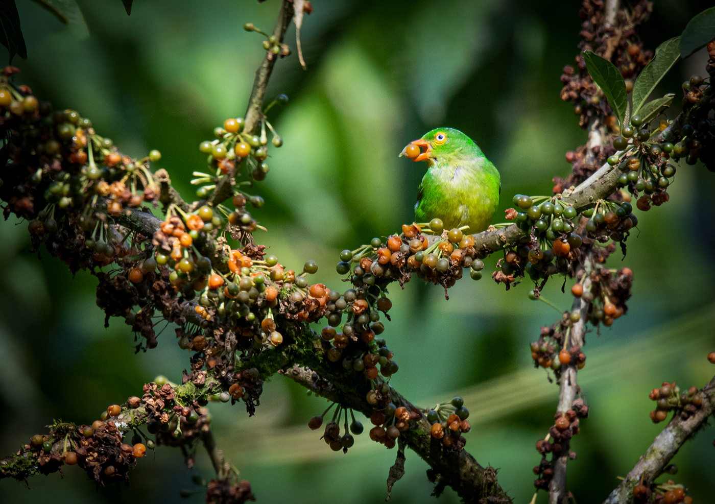 Clorofonia collareja. Diminuta, colorida y esquiva.