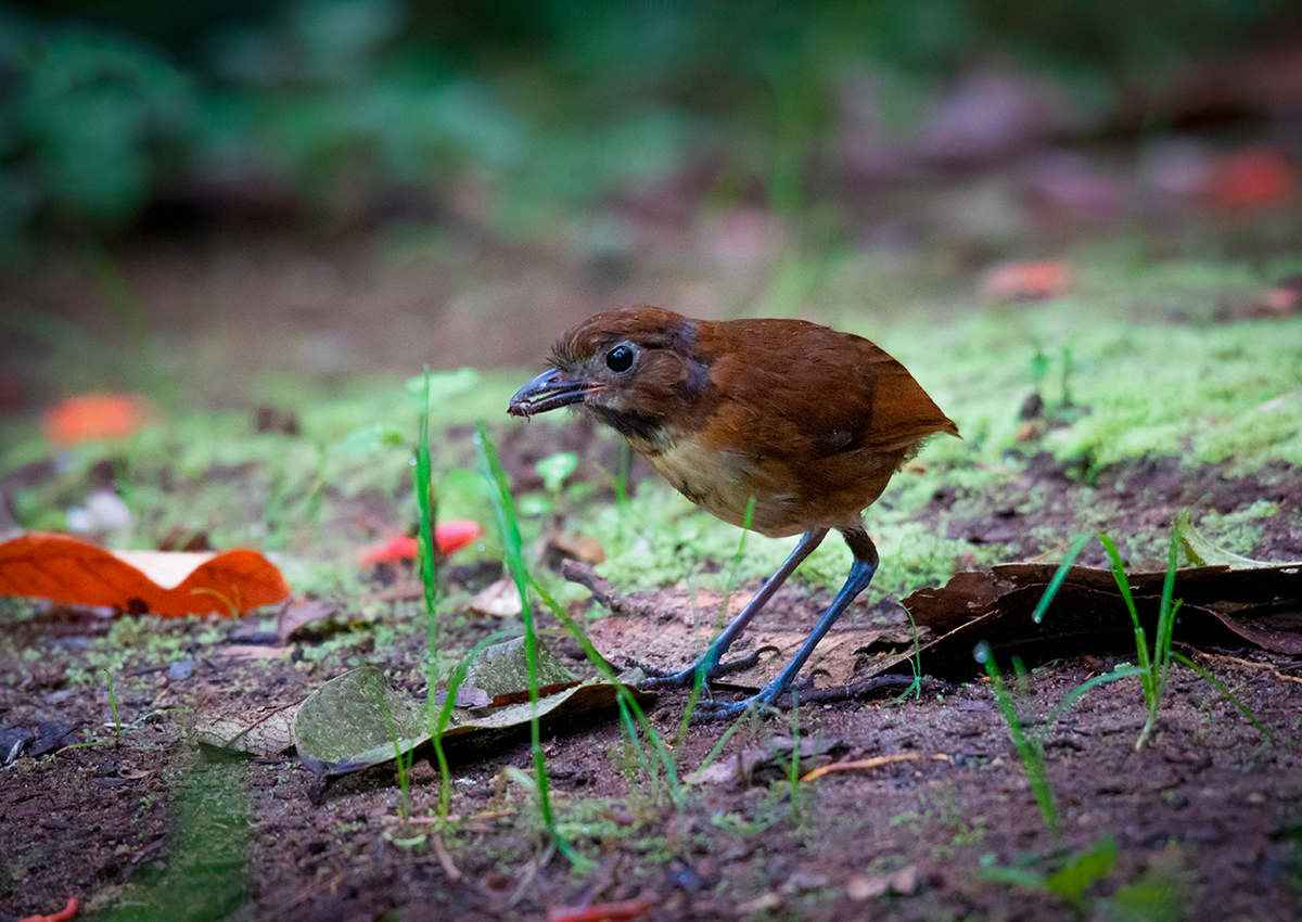 Ponchito pechiamarillo