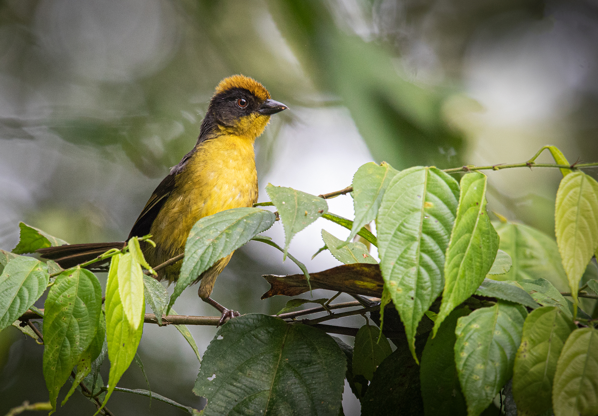 Matorralero del Chocó. Mindo