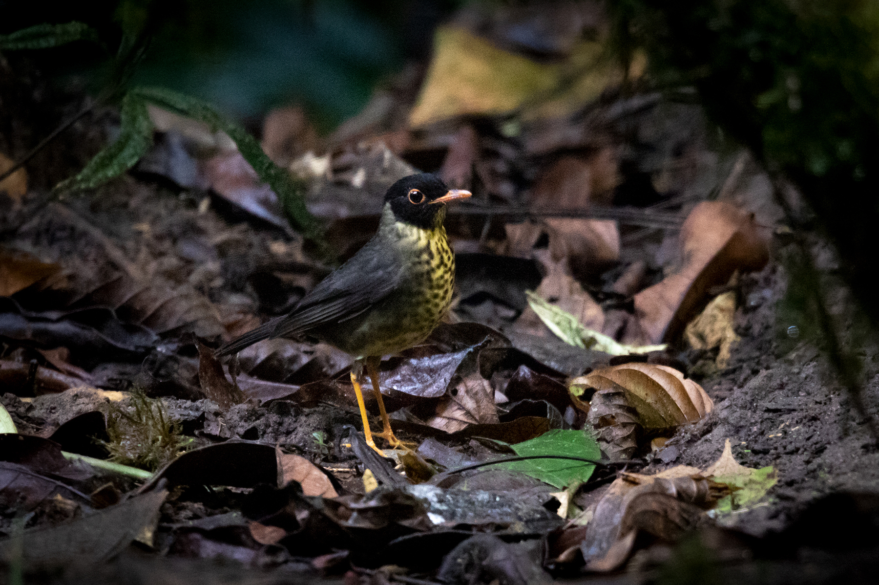 Zorzalito Overo. Mindo