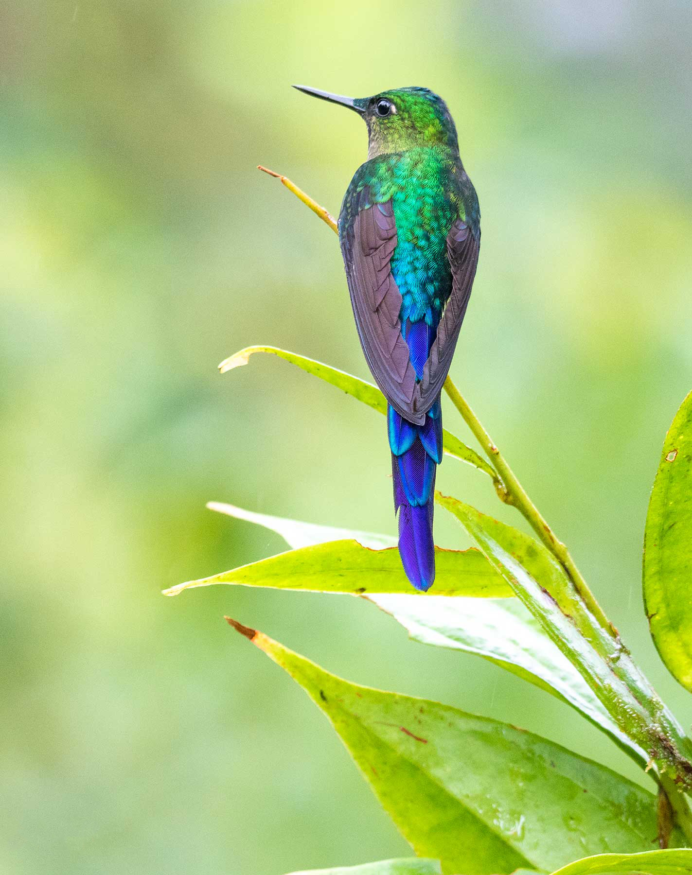 Silfo colivioleta. Mindo