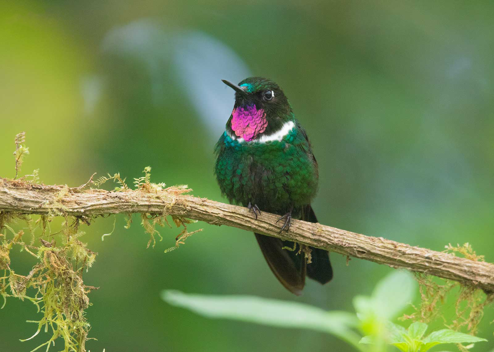 Solángel de Gorguera. Mindo