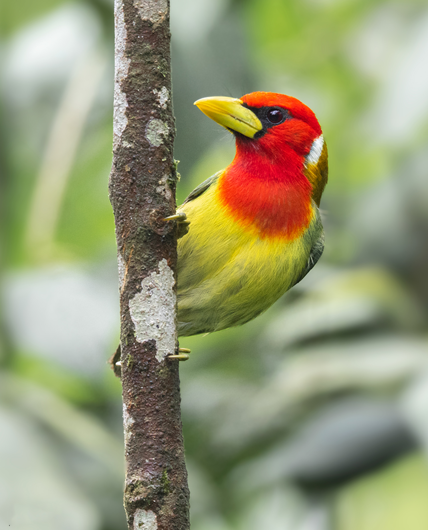 Torito cabecirrojo. Mindo
