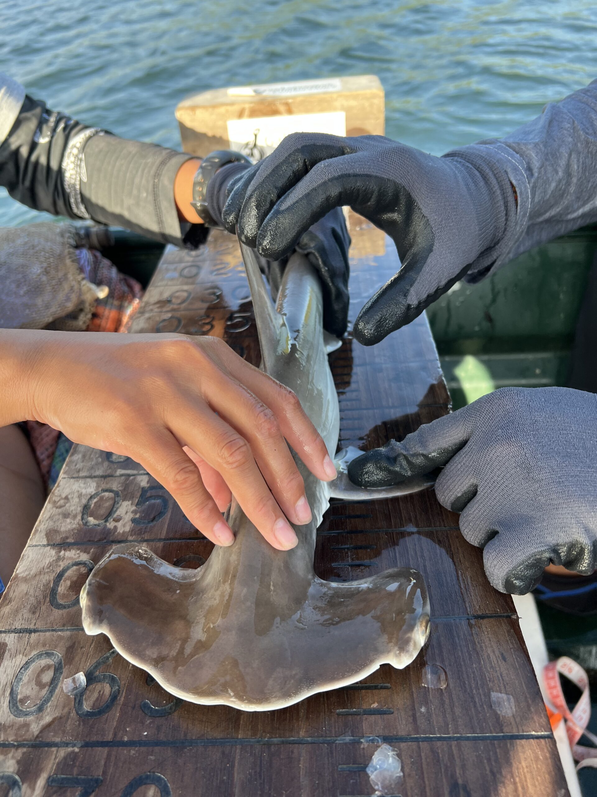 Guarderia tiburones martillo (4)