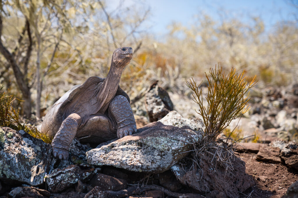 PARQUE NACIONAL GALÁPAGOS 6