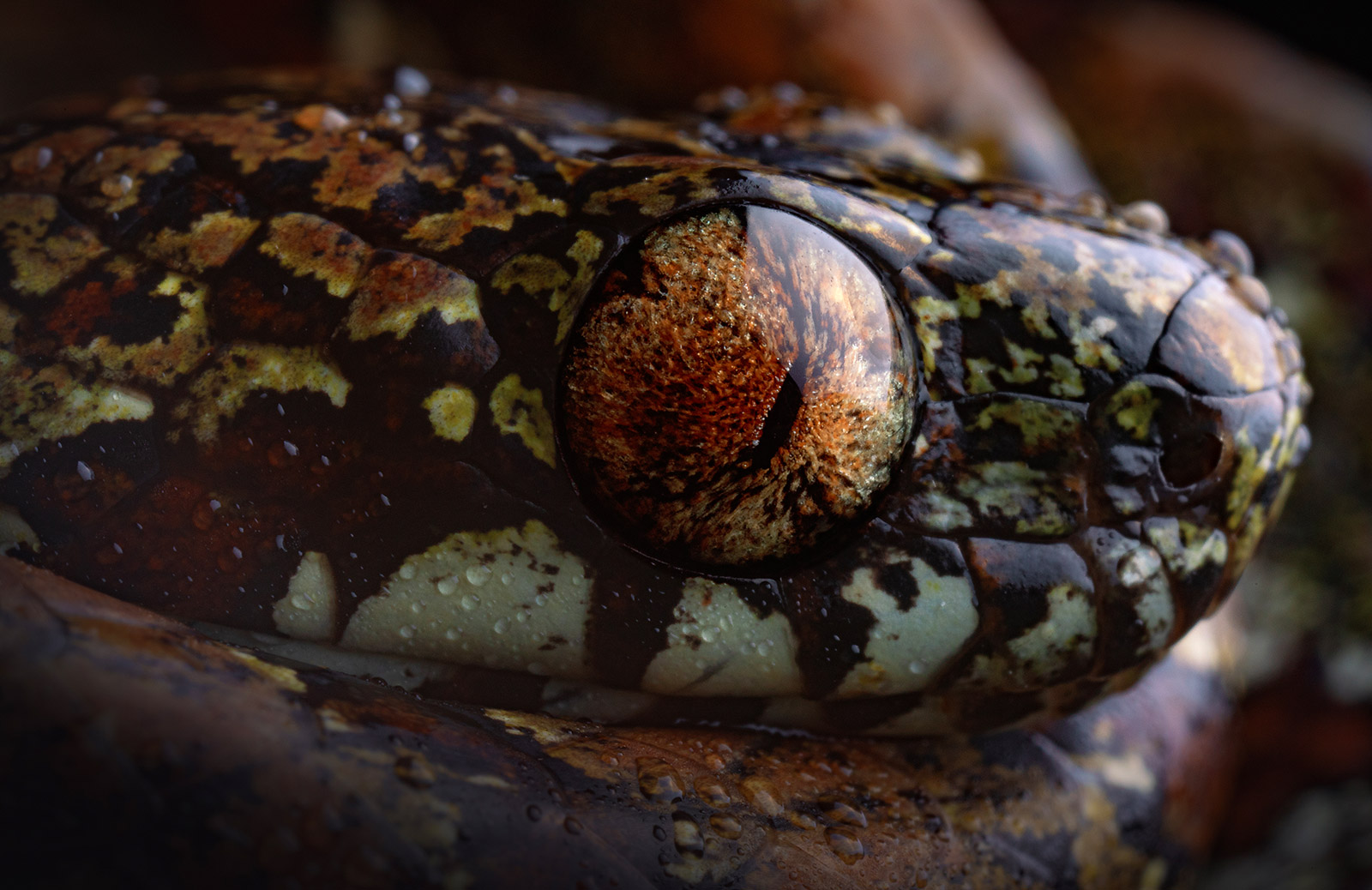 Sibon_irmelindicaprioae4_photo_Jose_Vieira