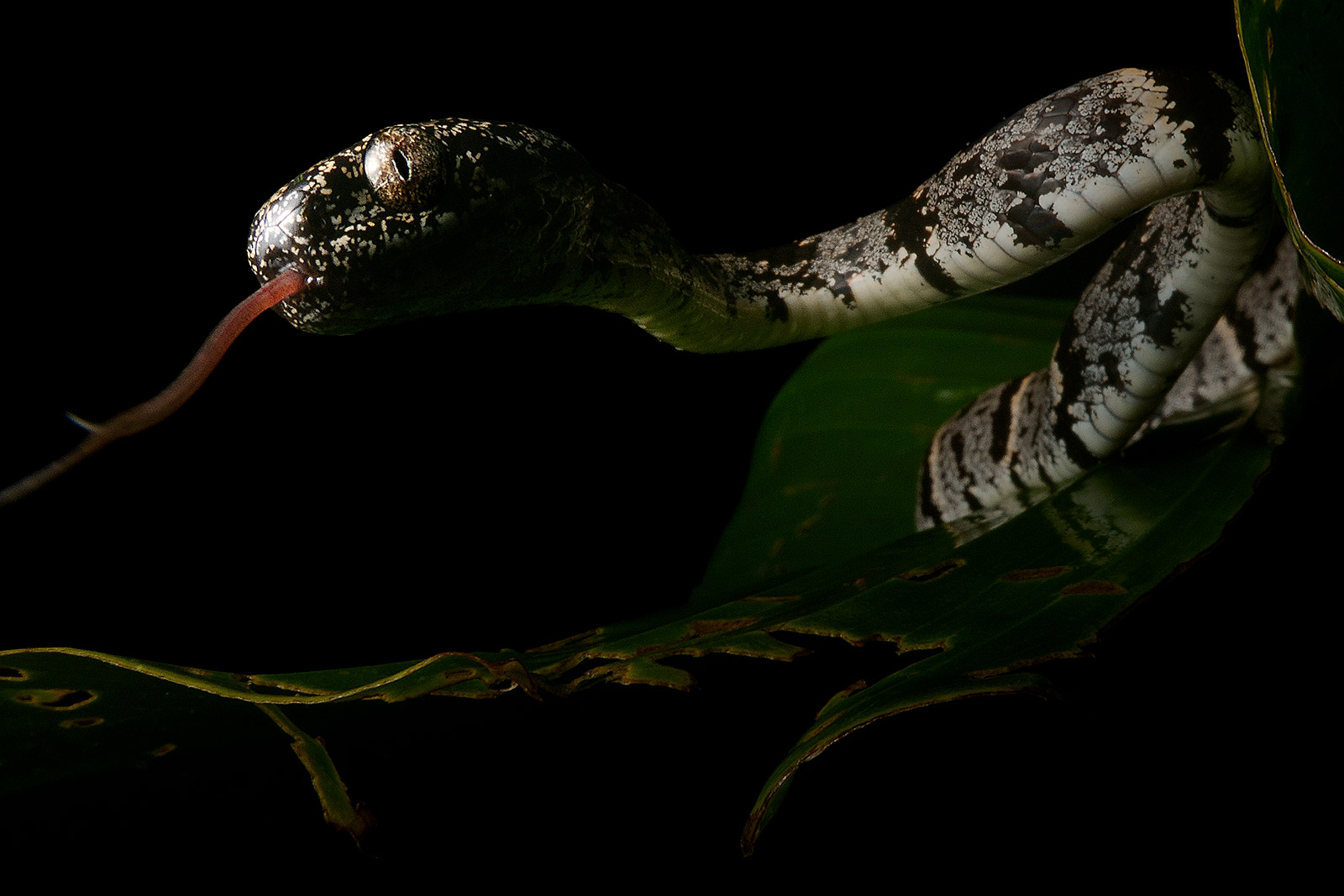 Sibon_leucomelas1_photo_Alejandro_Arteaga