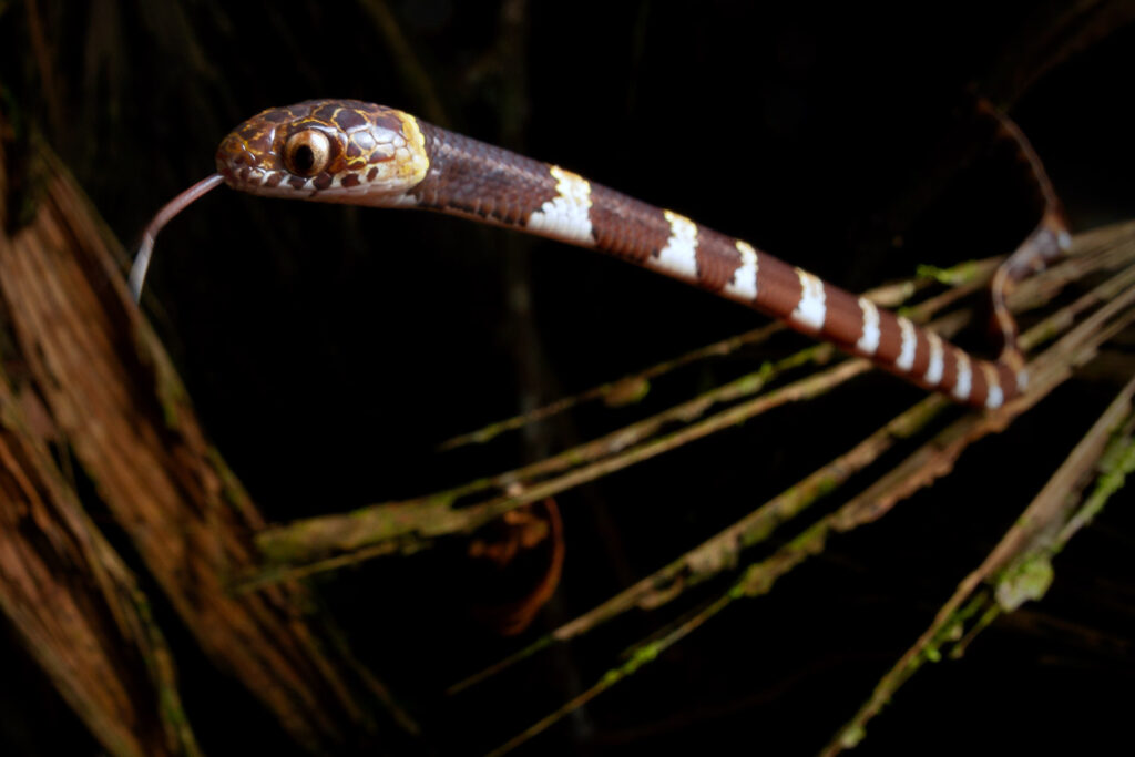 dipsas_welborni2_photo_Alejandro_Arteaga