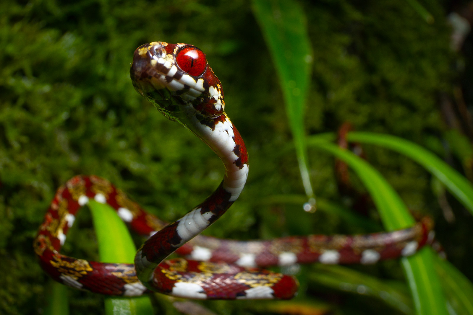 sibon_canopy2_photo_Alejandro_Arteaga