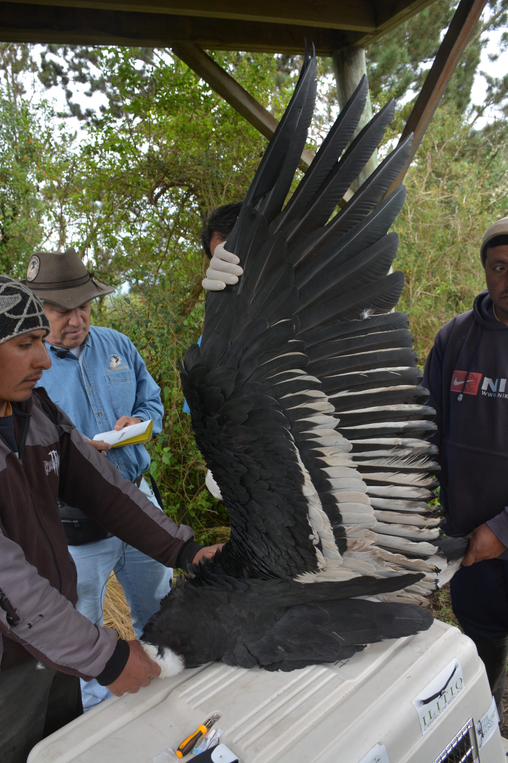 Cortesía Fundación Cóndor Andino