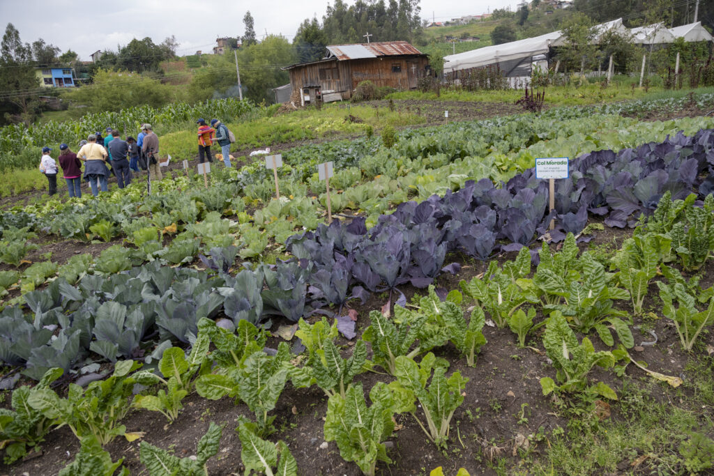 Programa El Futuro de la Alimentación Heifer