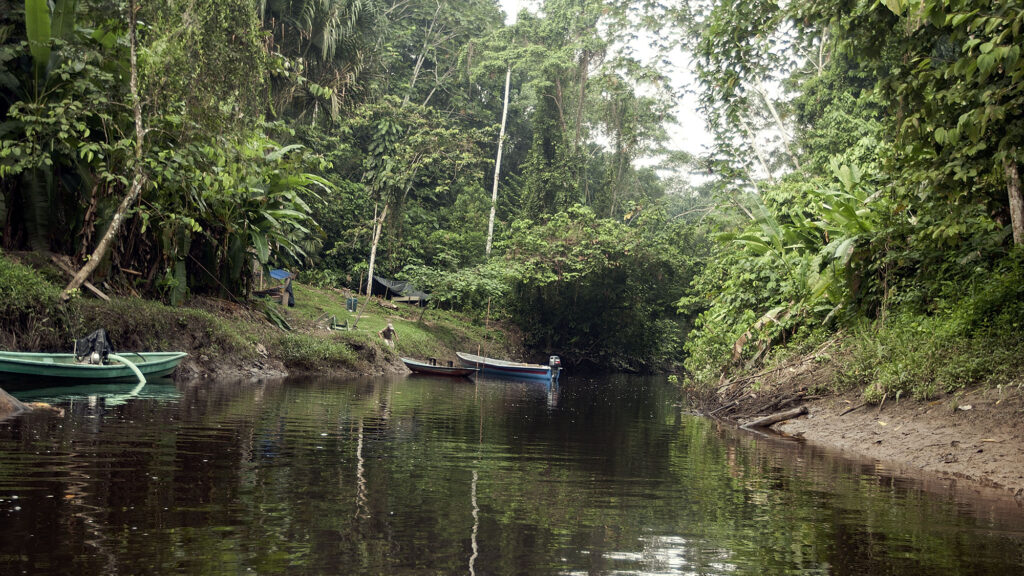 Bosque en el Parque Nacional Yasuní