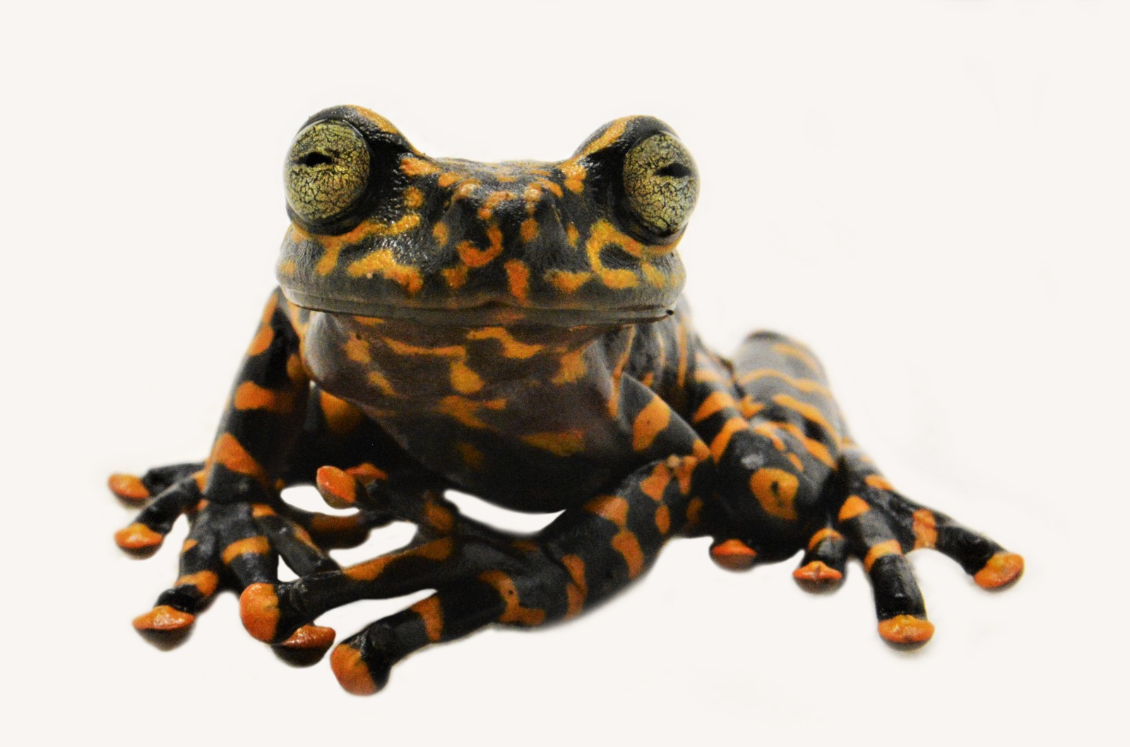 Pristimantis burtoniorum