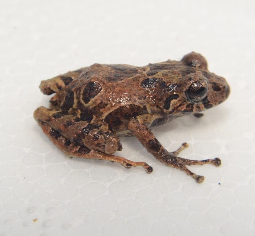 Pristimantis maryanneae