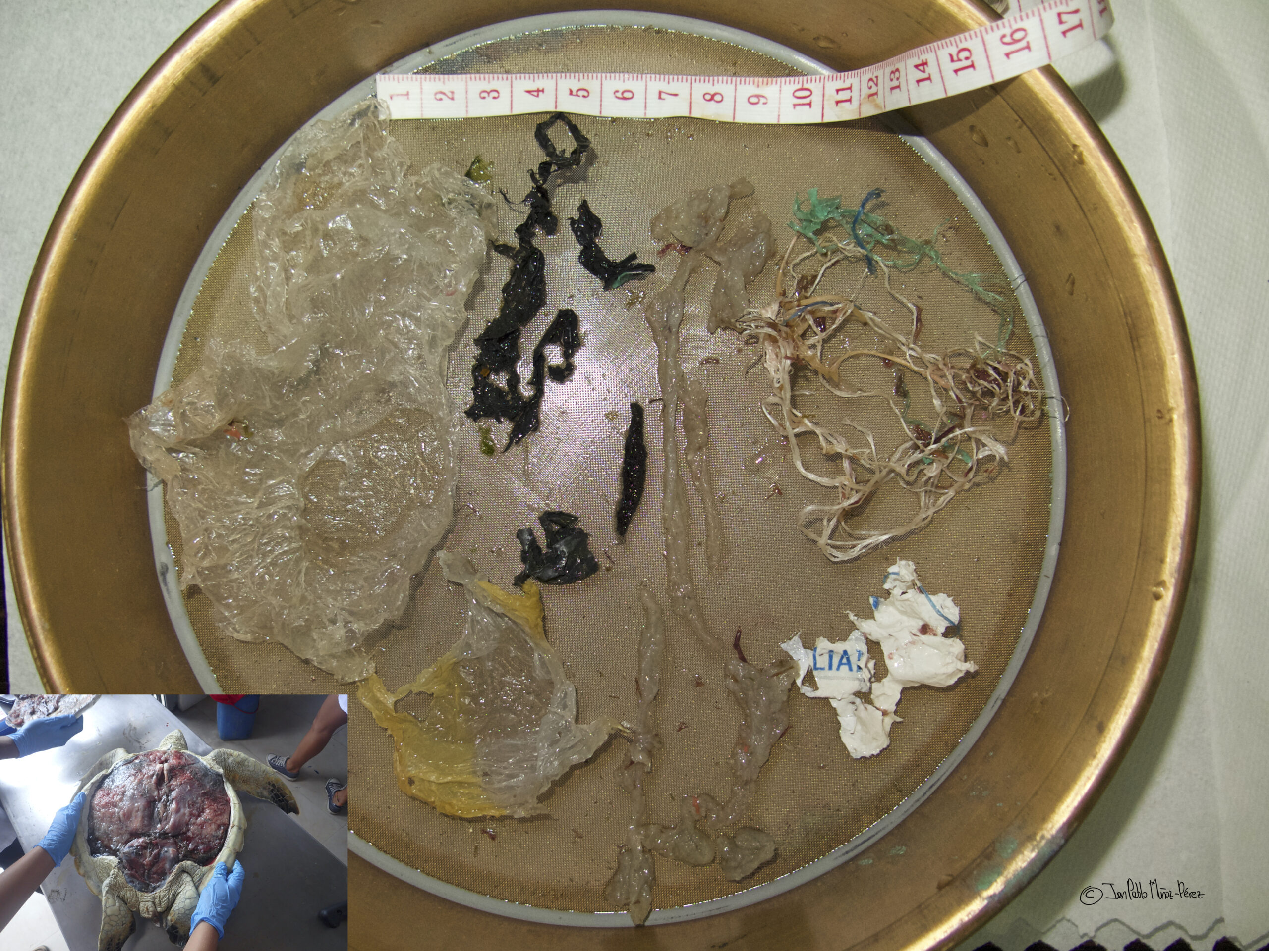 Plásticos en especies de Galápagos