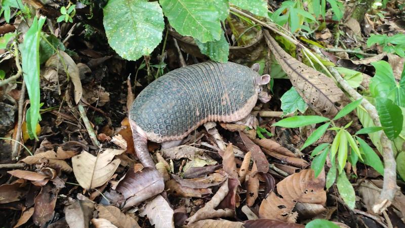 24 especies de vida silvestre volvieron a su hábitat natural en el Yasuní