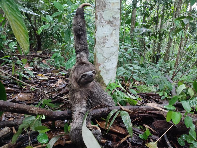 24 especies de vida silvestre volvieron a su hábitat natural en el Yasuní