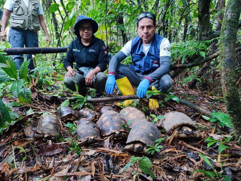 24 especies de vida silvestre volvieron a su hábitat natural en el Yasuní