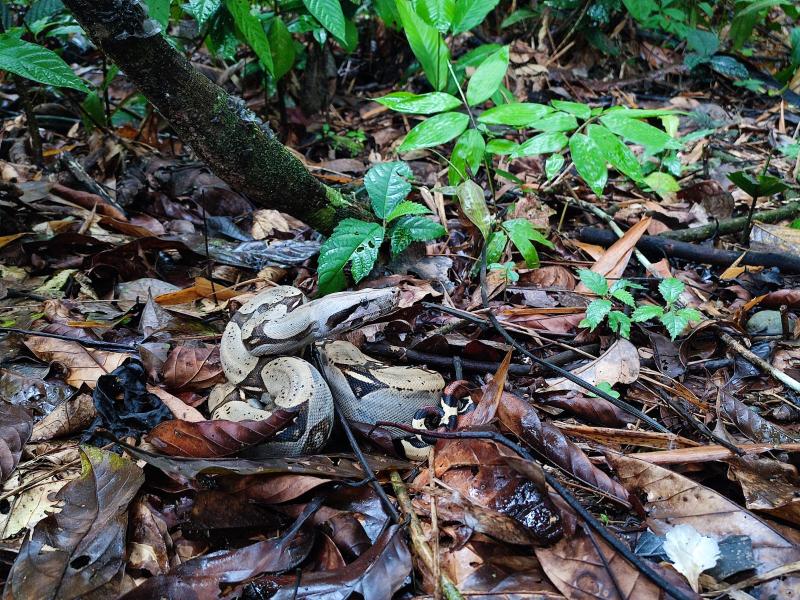 24 especies de vida silvestre volvieron a su hábitat natural en el Yasuní