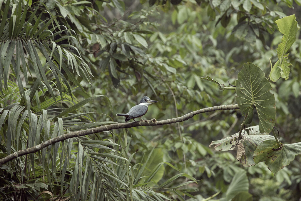 Parque Nacional Yasuní