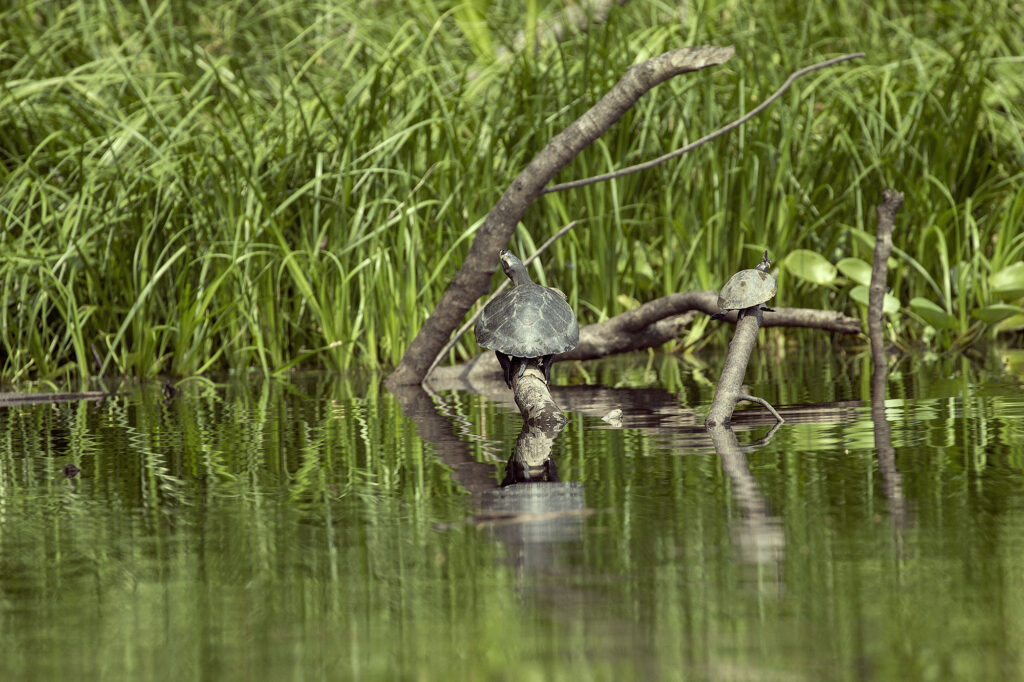 Parque Nacional Yasuní